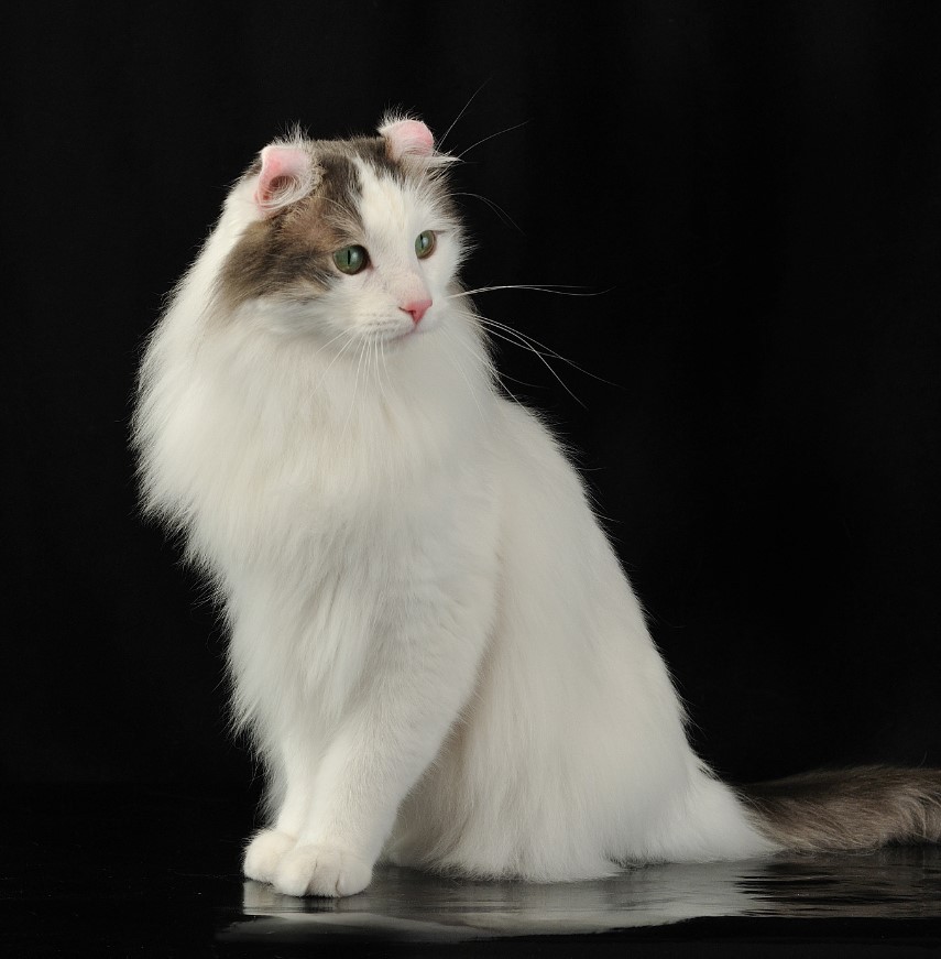 Немецкие Кошки Фото