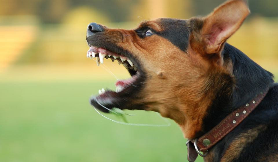 Бешенство у собак: причины, симптомы, лечение, профилактика в домашних ...