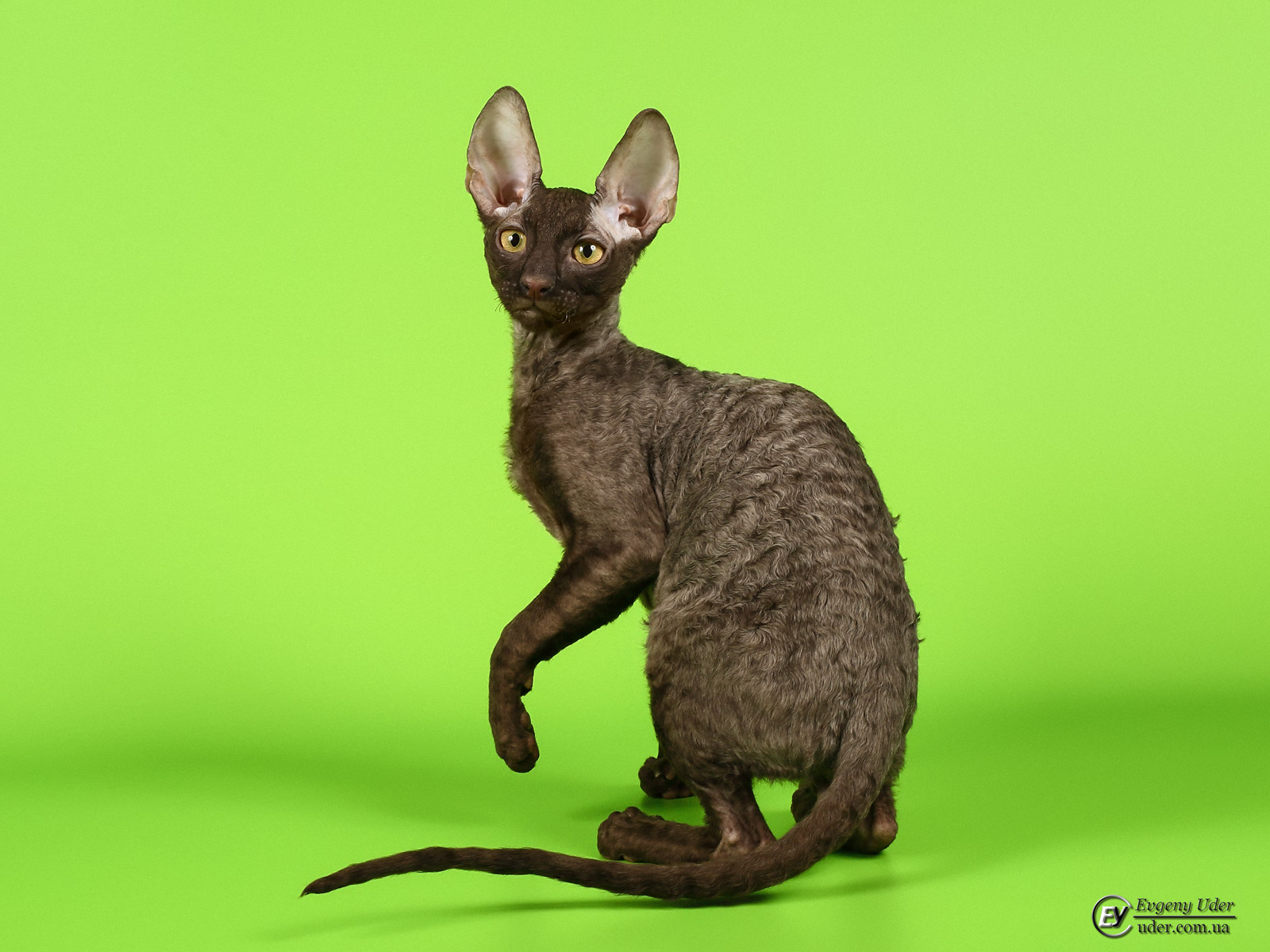 Корниш Рекс Фото Кошек