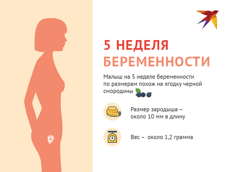 5 неделя беременности от зачатия: что происходит с малышом и мамой ...
