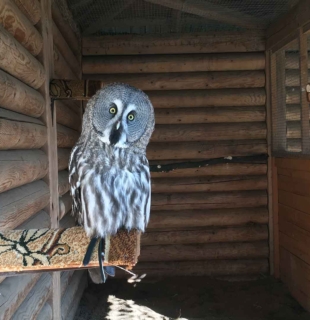 бородатая неясыть