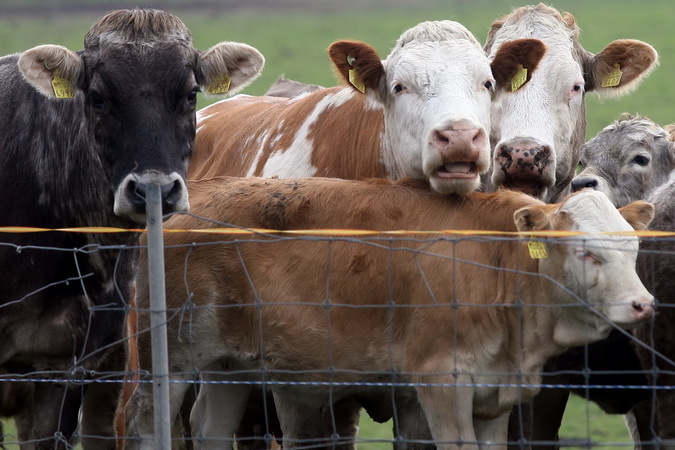 Осмотр животных крс. Куплю крс. Пункт искусственного осеменения крс. Крс производители. Ветеринар крупного рогатого скота.