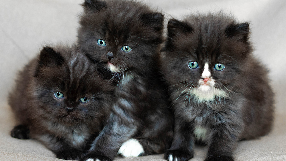 К чему снятся котята