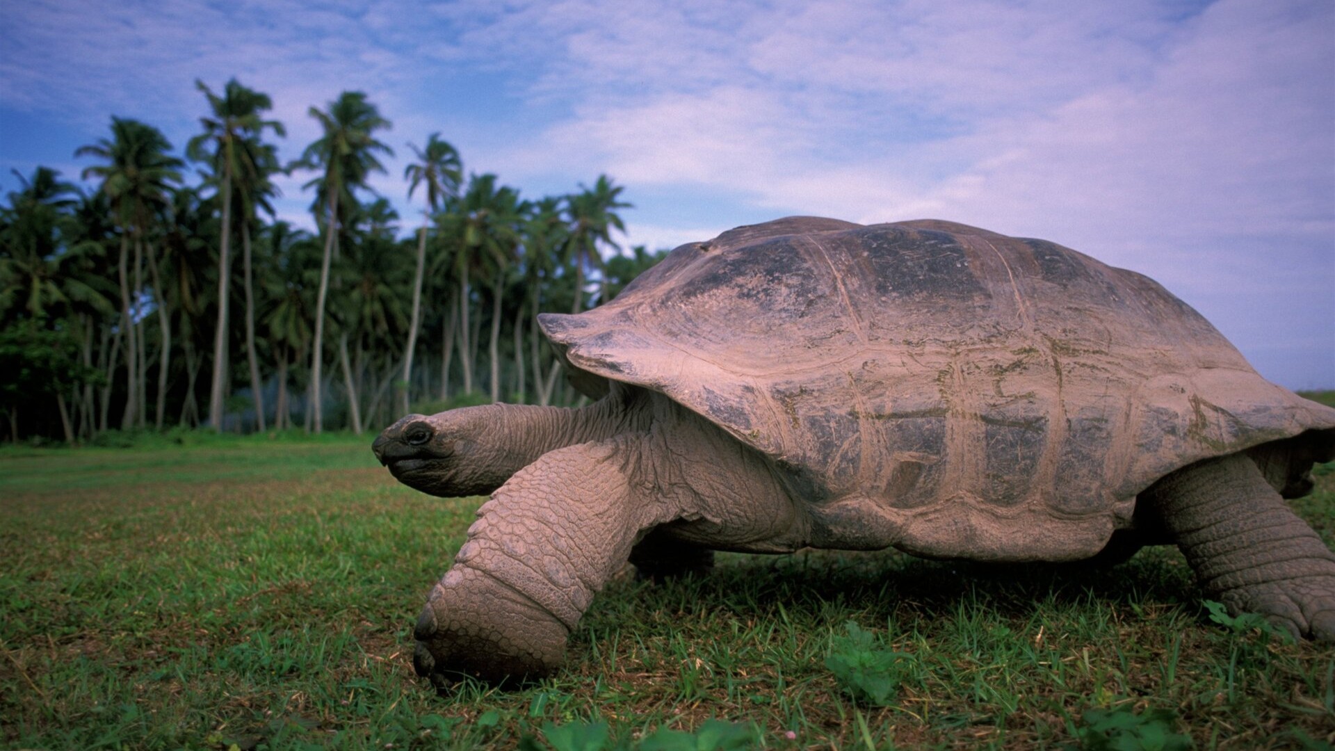 Гигантская черепаха острова Фрегат.